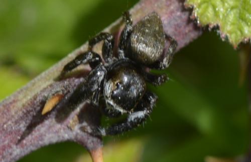 Réf. 282 537 : Evarcha arcuata